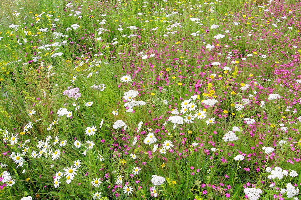 farm-images-wild-flower-meadow
