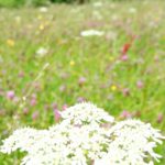 Meadow at Village Farm Getaway, holidays glamping and luxury camping in East Midlands and Leicestershire