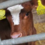 at Village Farm Getaway, holidays glamping and luxury camping in East Midlands and Leicestershire