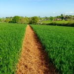 Yellow Brick Rd at Village Farm Getaway, holidays glamping and luxury camping in East Midlands and Leicestershire